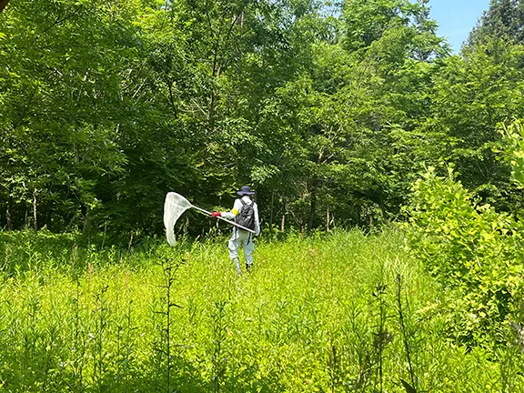 Insect survey