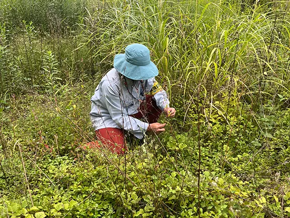 Vegetation survey