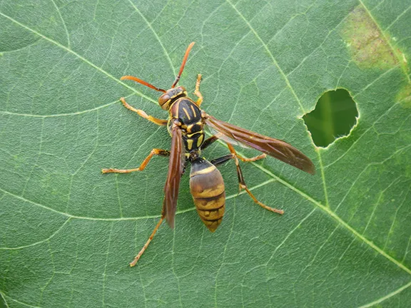 Japanese paper wasp