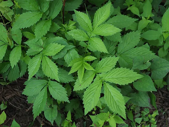 Yellow avens