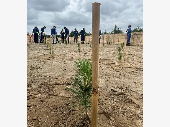 Japanese black pine