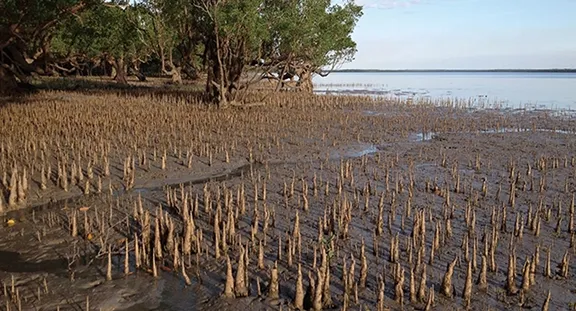 Mangroves subject to environmental monitoring program around Darwin Harbour