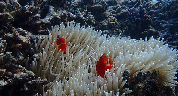 Coral reefs in Indonesia