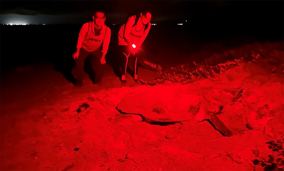 A nighttime survey
